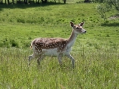 Lettland: Die Jagdreise für den Jäger.